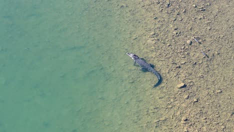 drone captures a saltwater crocodile swimming along the riverbank in port douglas, australia. clear water and natural habitat visible