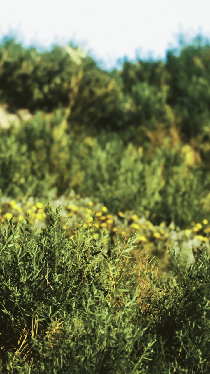 Vibrant wildflowers bloom amidst lush green foliage in a bright setting