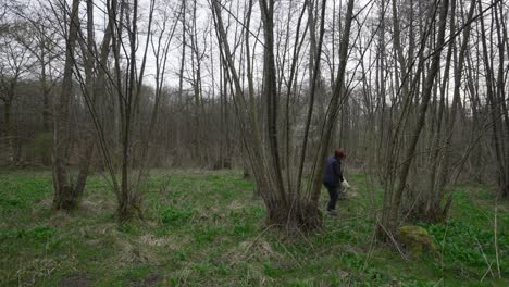 woman bent over hunched plucking and gathering wild garlic in forest, wide view