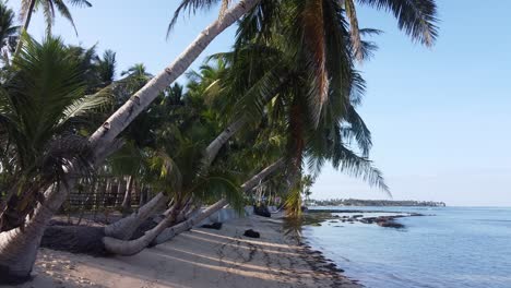 crooked beach palm trees leaning towards water with exposed root and eroded soil