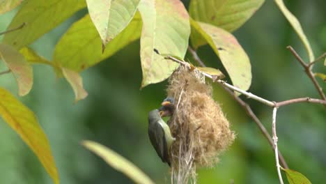 Pájaro-Cabe-Bunga-O-Pájaro-Pájaro-Carpintero-De-Vientre-Naranja-Posado-En-El-Nido-Para-Alimentar-A-Sus-Bebés