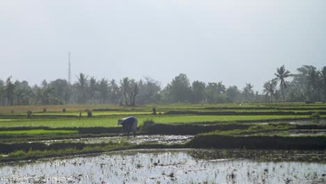 granjero en un campo de arroz indonesio