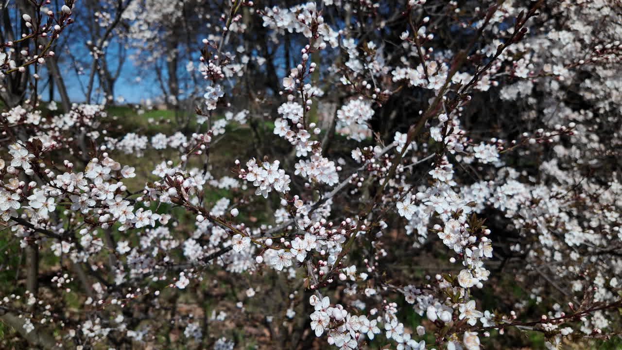 Closeup of cherry blossoms on spring branches