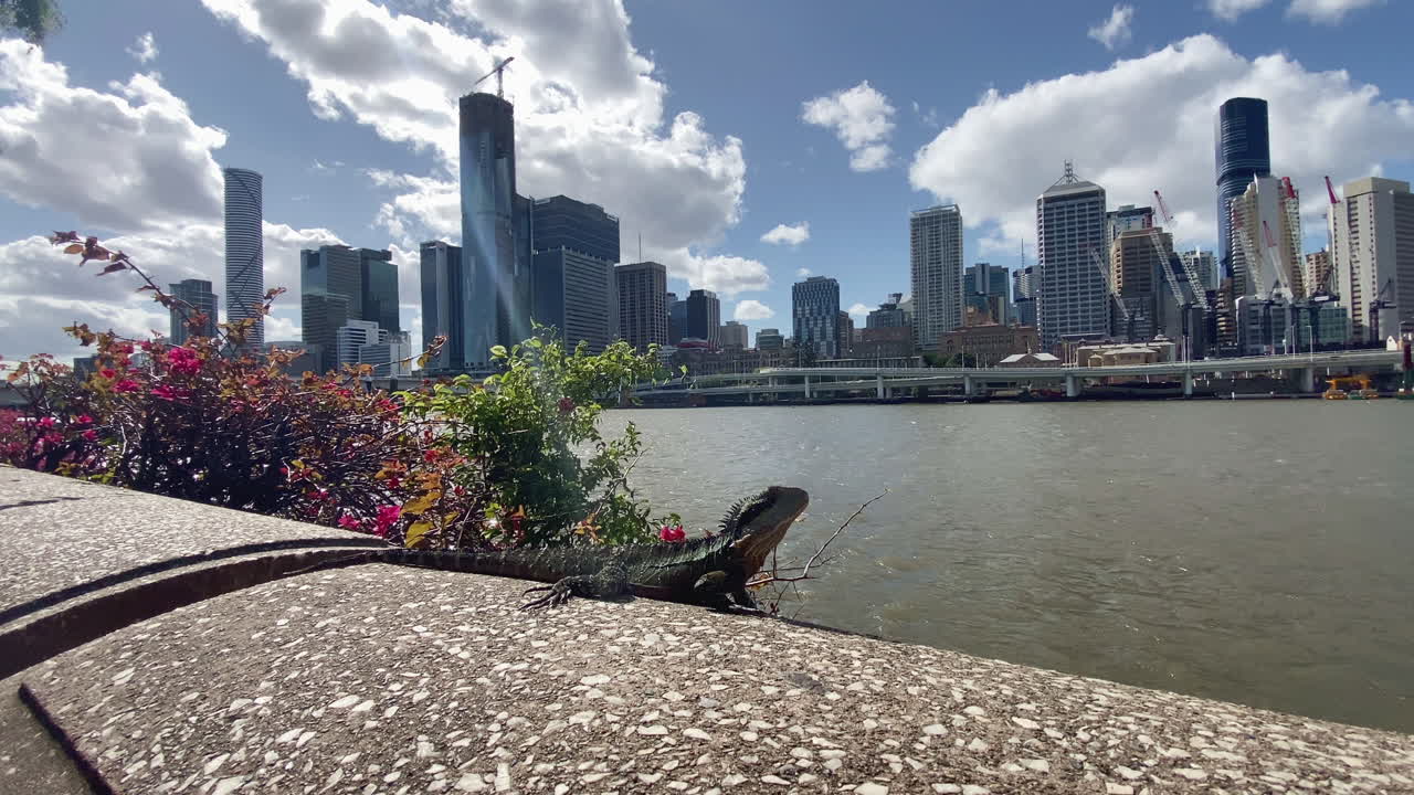 A Lizard suns himself beside the Brisbane River with City Buildings in the background, Queensland, Australia