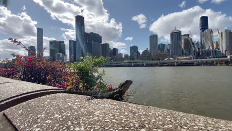 a lizard suns himself beside the brisbane river with city buildings in the background, queensland, australia