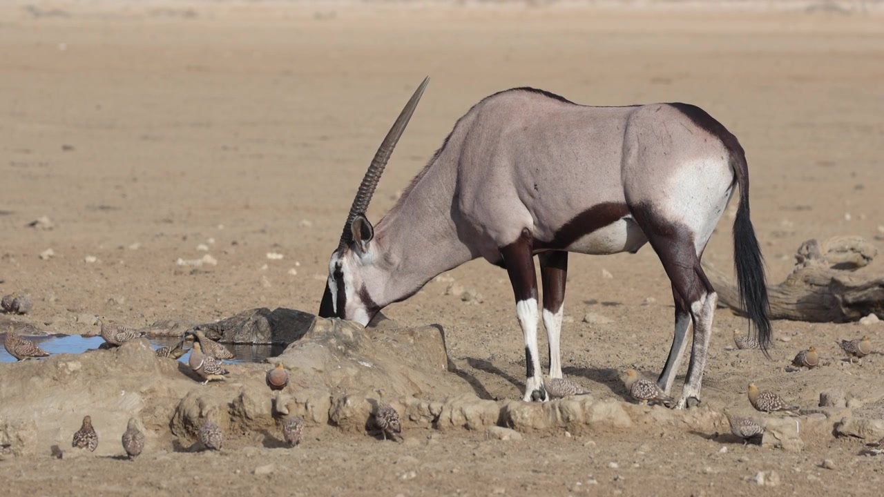 Keskikuva keihäsantilooppeista (gemsbok oryx) juomassa vesikuopalla samalla kun linnut kävelevät eläimen ympärillä, Kgalagadi Transfrontier Parkissa.