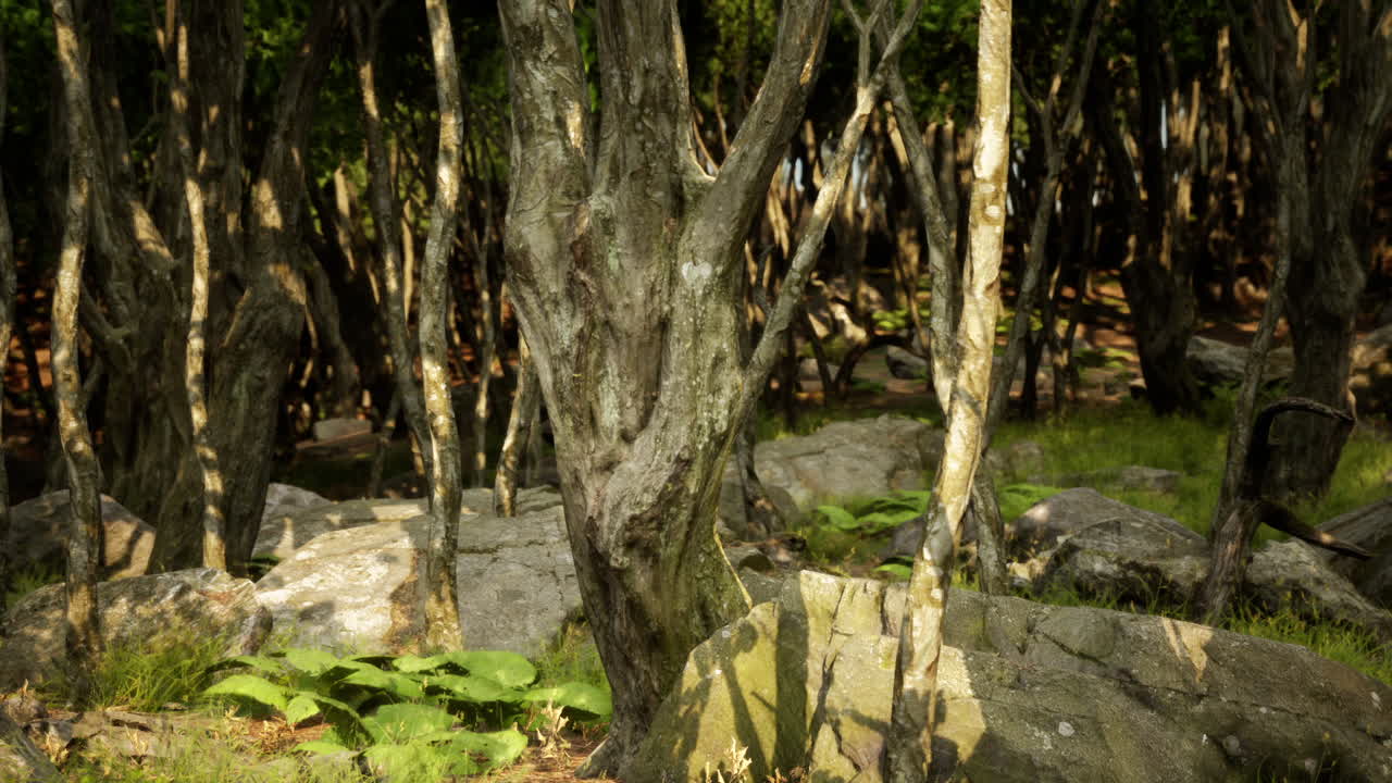 Mysterious forest landscape with dense trees and scattered rocks in daylight