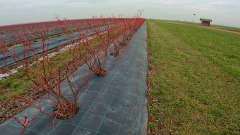 cultivo de arándanos highbush en los campos de bayas o yermos en europa