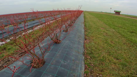 highbush blueberry farming in the berry fields or barrens in europe