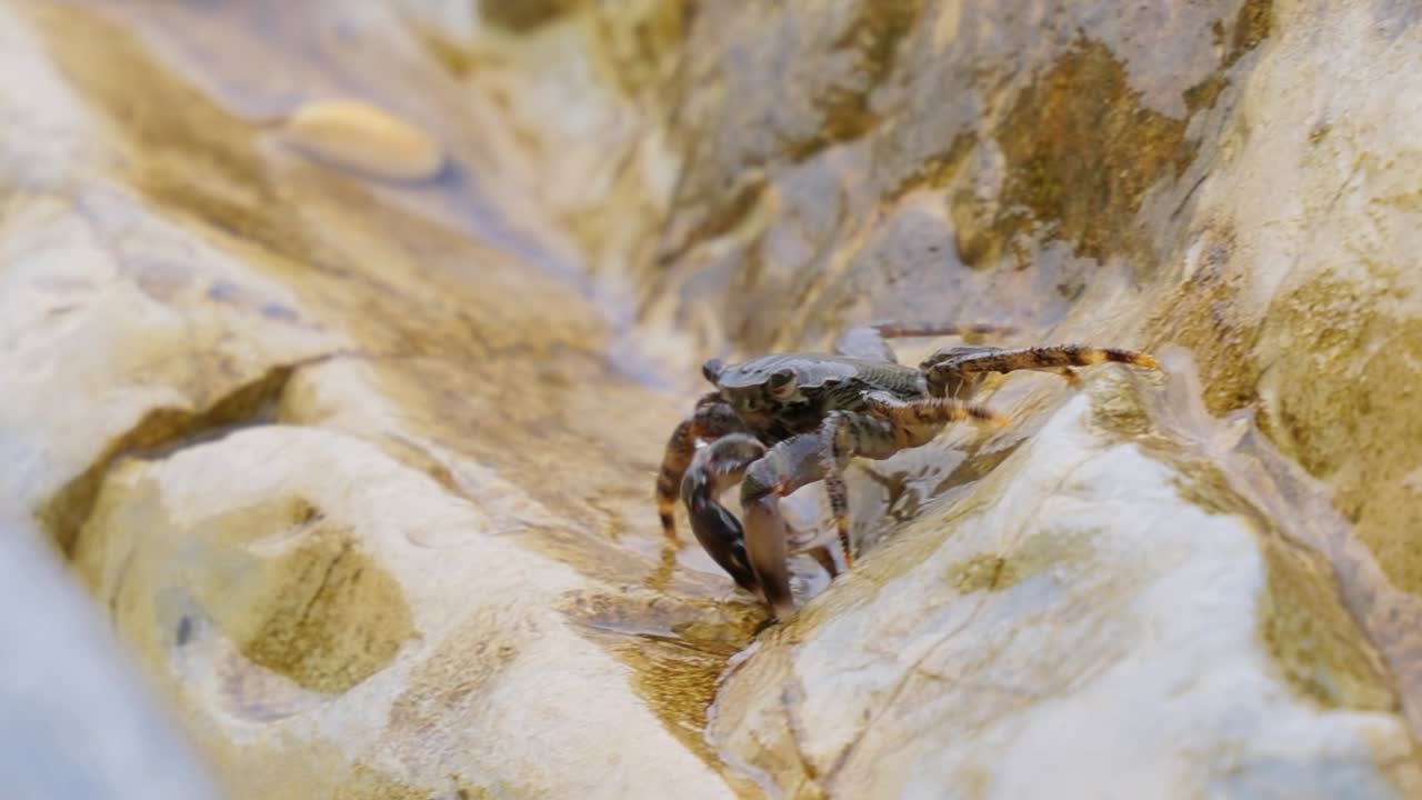 pachygrapsus marmoratus es una especie de cangrejo, a veces llamado cangrejo de roca de mármol o cangrejo de mármol, que vive en el mar negro, el mar mediterráneo y partes del océano atlántico.