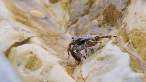 Pachygrapsus-Marmoratus-Ist-Eine-Krabbenart,-Manchmal-Auch-Marmorierte-Felsenkrabbe-Oder-Marmorkrabbe-Genannt,-Die-Im-Schwarzen-Meer,-Im-Mittelmeer-Und-In-Teilen-Des-Atlantischen-Ozeans-Lebt.