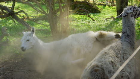 white cute and fluffy llama rolls around on the ground