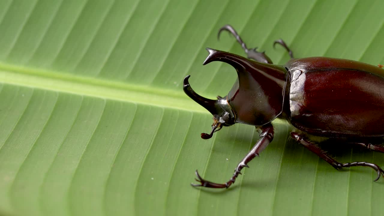녹색 잎에 코뿔소 딱정벌레 복사 공간, 곤충학