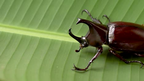 rhinoceros beetle on green leaf with copy space, entomology