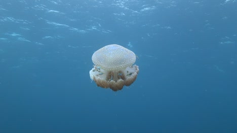 large white-spotted jellyfish swims towards surface with small fish using it for protection from predators