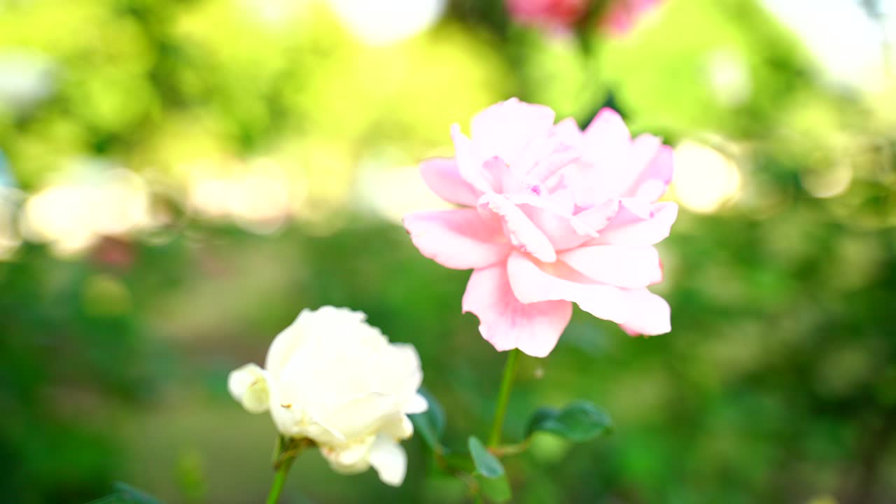 태양-9에 빛나는 정원의 꽃