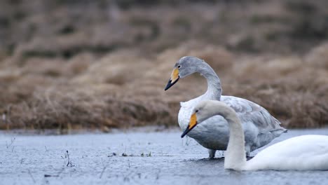 cisnes cantores durante la migración de primavera descansando en un charco de prado inundado de hierba seca