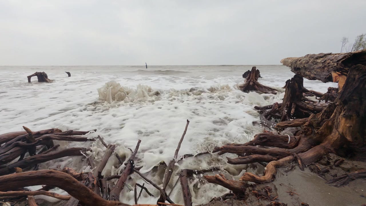 Luontonäkymä: Mutaiset valtameren aallot hiekkaisella Sundarbansin rannikolla ajopuun seassa.