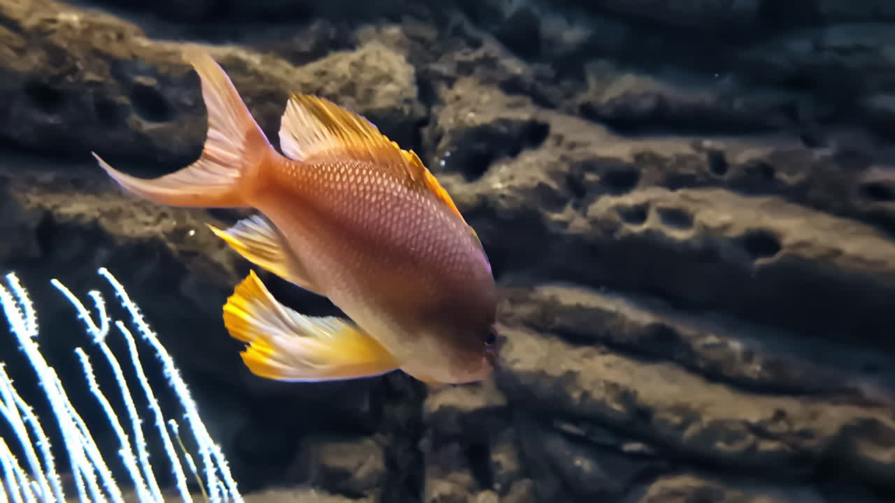 안티아네 (anthianae) 작은 물고기 세라나이드 (serranidae) 금색 비늘 (golden scales) 수중 수영 서식지