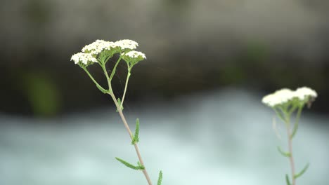 stamen plant swayed in the wind with stream water behind, tranquil scene good for meditation.
