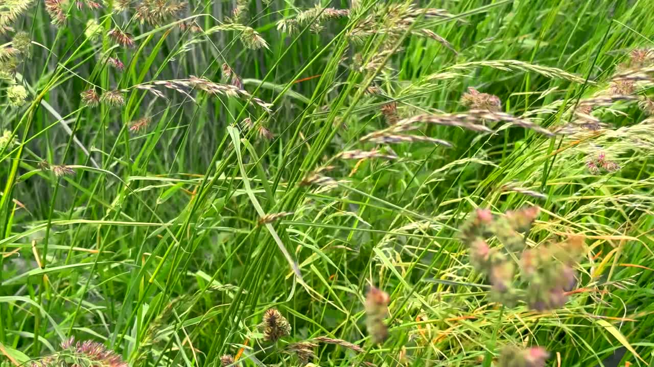 Wheat grass in the wind in slow motion
