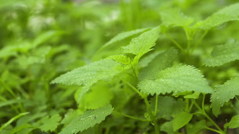 nettle on the dew with small bug