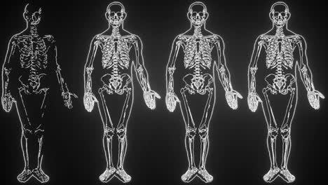 Werfen-Wir-Einen-Blick-Auf-Das-Menschliche-Skelett