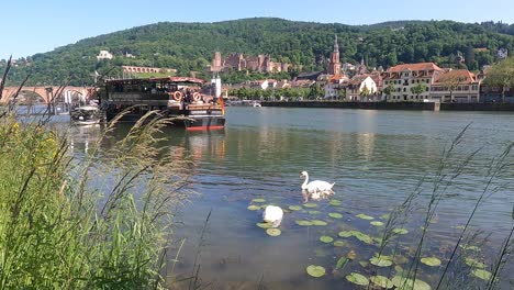 Vista-Romántica-Junto-Al-Río-De-La-Ciudad-De-Heidelberg-En-Alemania-Con-Una-Pareja-De-Cisnes-Con-Cygnets-Alimentándose-De-Un-Restaurante-Flotante