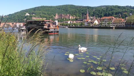 vista romántica de la ciudad de heidelberg en alemania con una pareja de cisnes mudos con cisnes alimentándose en un restaurante flotante