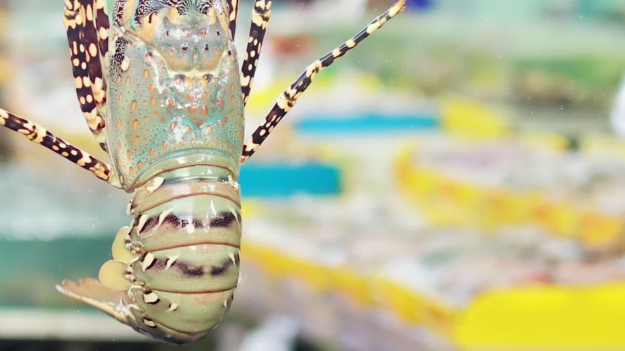 Choosing a lobster at Rawai Seafood Market