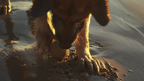 Wet-german-shepherd-dog-playing-on-a-sandy-beach-with-his-ball