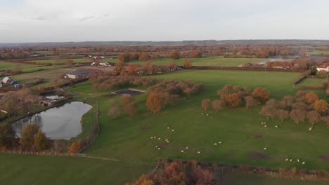 Upward-and-left-swing-of-an-autumnal-scene-in-kent-with-fields,-sheep-flock-and-trees-and-lake-with-grey-clouds-on-the-horizon