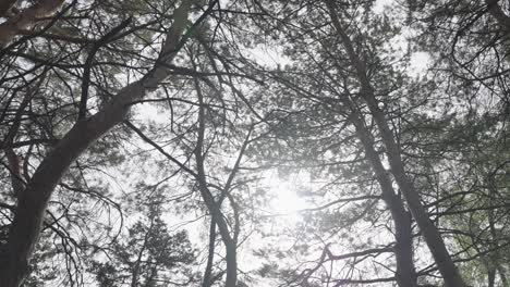 Dreamy,-cinematic-view-towards-the-sky,-from-a-wintery-and-ethereal-forested-area