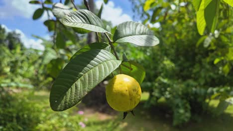 close-up of ripe yellow guava (guayaba) fruit on a guava tree branch in sunlight. static close up