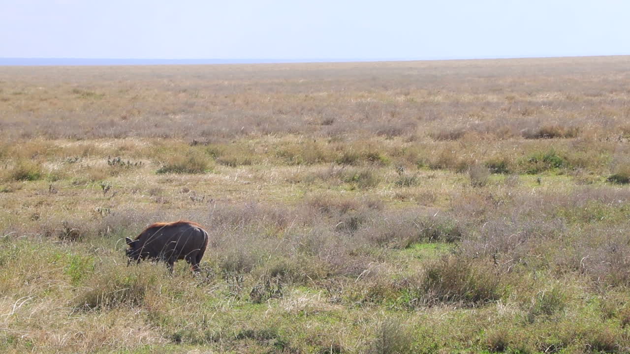A Lone Warthog Wandering Around the Plains of the Serengeti in Tanzania on a Sunny Day