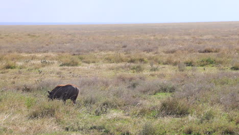 un jabalí solitario vagando por las llanuras del serengeti en tanzania en un día soleado
