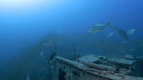 several jack fish and hundreds of smaller fish swim over the rosalie moeller shipwreck in the red sea, egypt