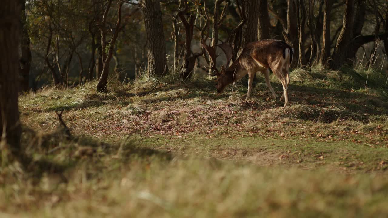 ciervos en el bosque de otoño