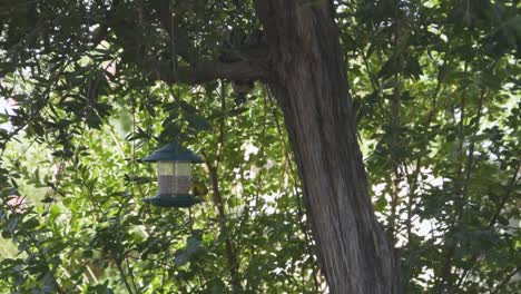 a yellow bird eating at a feeder hanging in a tree