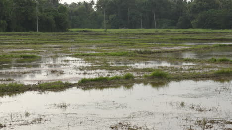 Indischer-Bauerntraktor,-Der-Auf-Den-Reisfeldern-In-Kerala,-Südindien,-Arbeitet