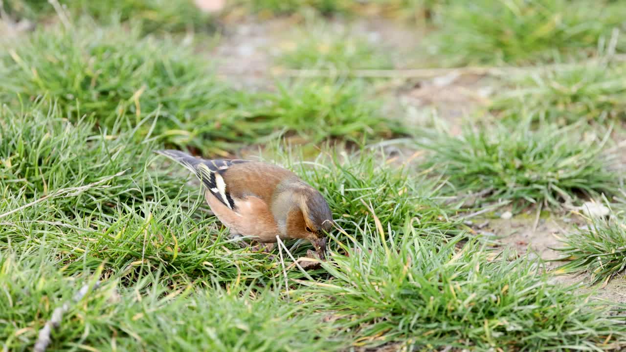 A chaffinch searches for food on grassy terrain in natural light, showcasing its colorful feathers