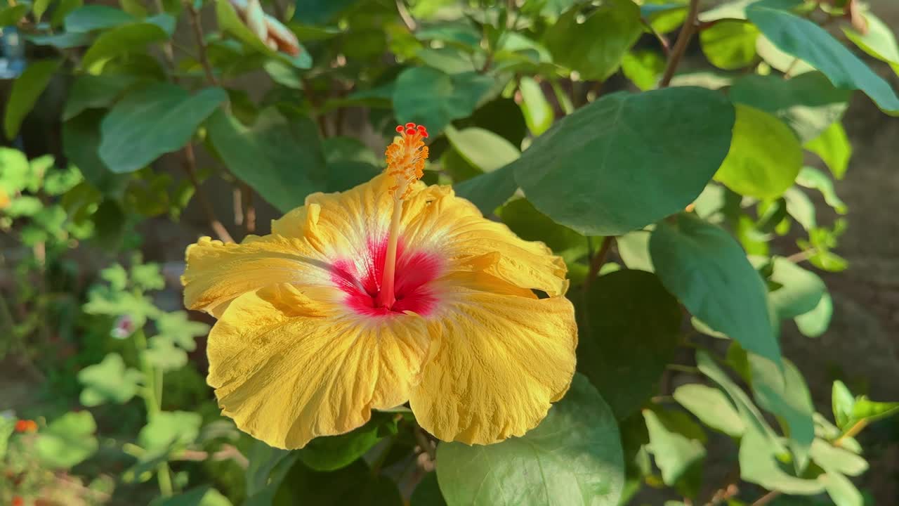 Closeup of yellow Hibiscus Flower blooming in the garden