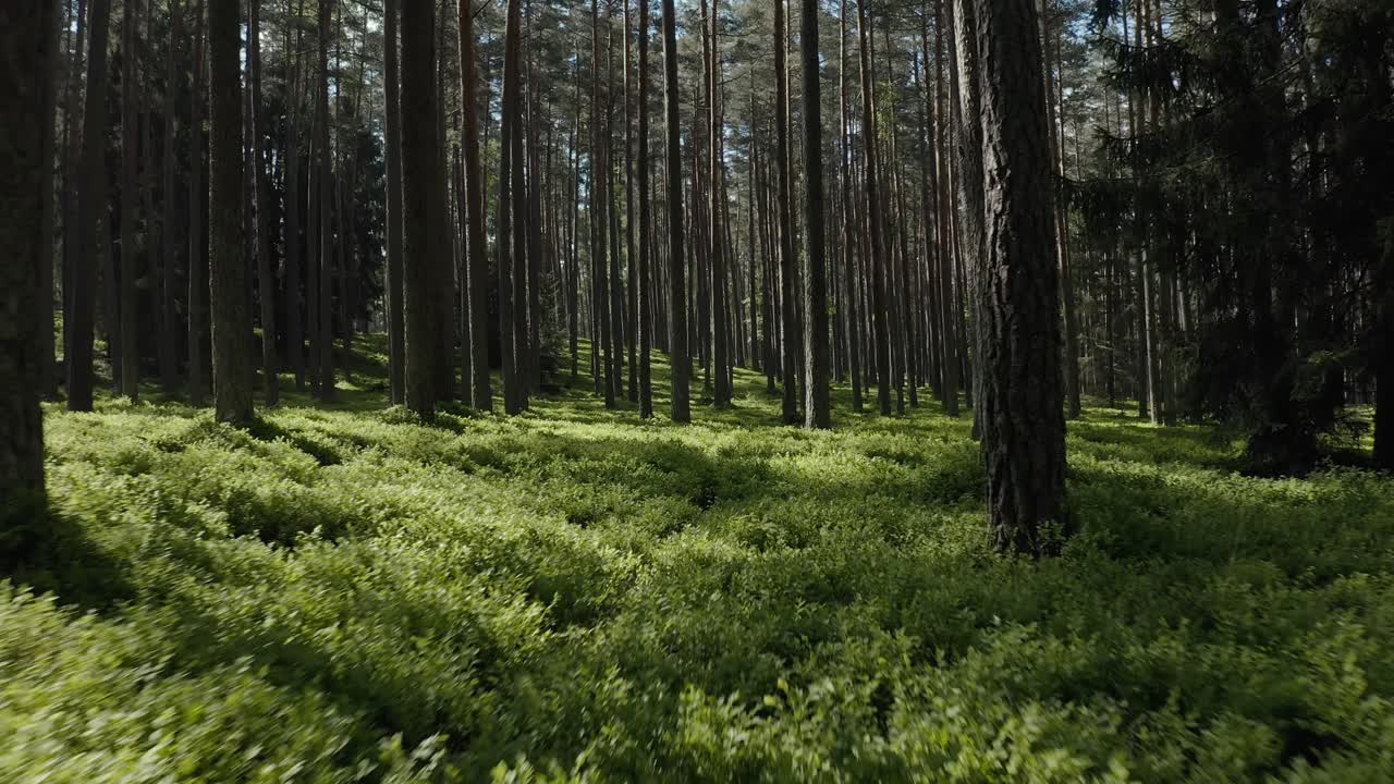 Ripresa con drone attraverso una bellissima foresta verde e lussureggiante