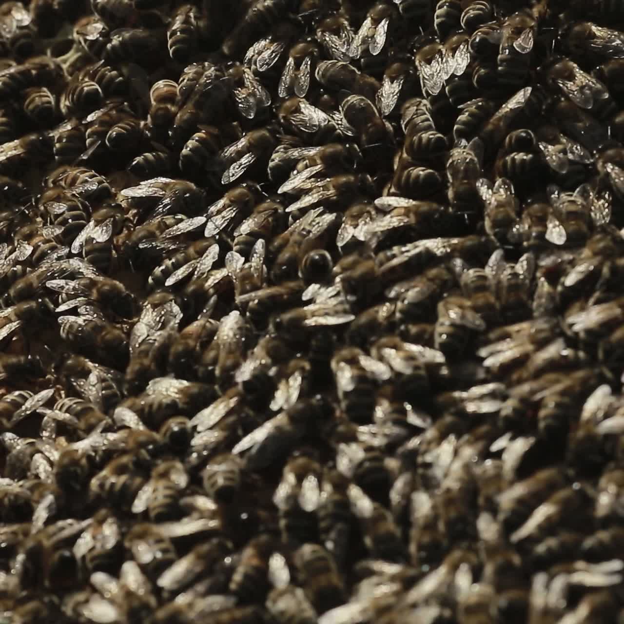 Working Bees Swarming on Honeycomb. Hard working bees swarming on honeycomb in a hive