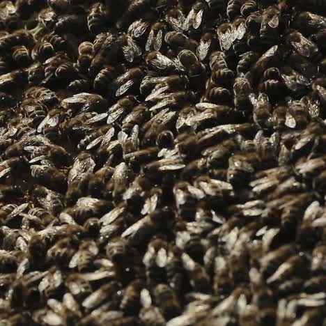 working bees swarming on honeycomb. hard working bees swarming on honeycomb in a hive