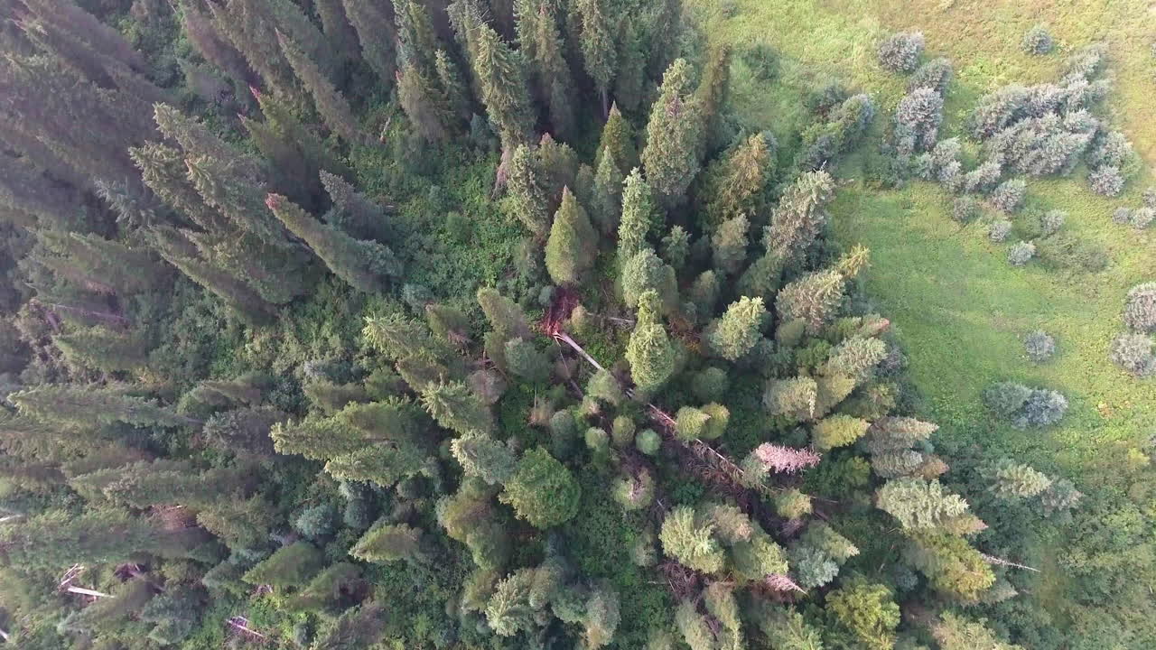 Drone Shot Looking Down Moving Forward of a Smoky Forest in 4K
