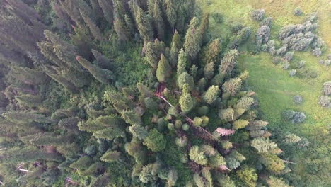 Drone-Shot-Looking-Down-Moving-Forward-of-a-Smoky-Forest-in-4K