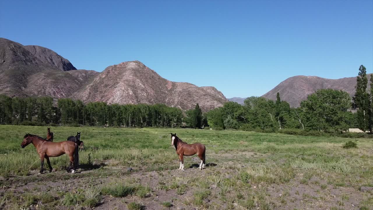 4k cinematic Drone. Horses. Potrerillos, Mendoza, Argentina green field landscape with animals surrounded by beautiful mountains