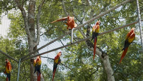 Bandada-De-Guacamayas-Rojas-En-Cautiverio