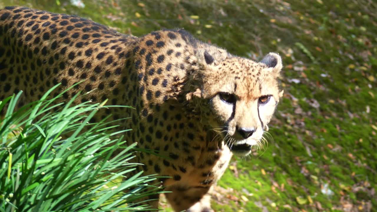 Bir çita (Acinonyx jubatus) çevrede yürüyüp dolaşıyor, yakın çekim.